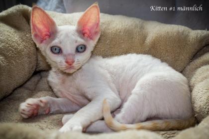 Devon Rex Kitten Abgabe Anfang August