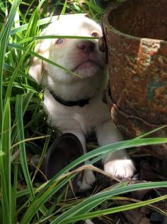 Labrador Welpen suchen dich