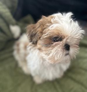 Reinrassige Shi-Tzu Welpen