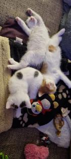 3 Miezis Hauskatzen absolut gesund