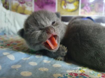 Russisch blau Kitten Kater ab Mitte Juni zur Abgabe