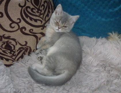 Reinrassige süße Britisch-Kurzhaar Kitten und junge Katzen warten auf Dich