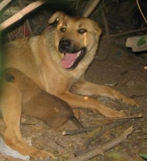 Sie ist selbst noch ein Hundekind . Ihre Babys werden auf der Straße nicht übe