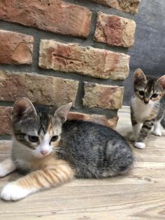 Katzenbabys Kitten Glückskatzen