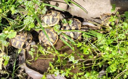 Adulter Griechischer Landschildkröten-Bock 2007 abzugeben