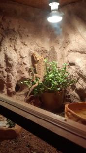 Bartagame mit Terrarium und Zubehör