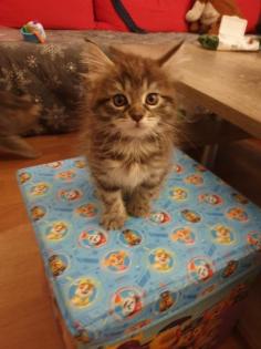 Maine Coon Kitten