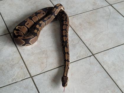Zu verschenken Python Regius Bock etwa 20 Jahre alt - alle Papiere vorhanden