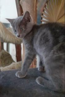 Siva - graues Kitten sucht Zuhause aus dem Tierschutz / gechipt geimpft
