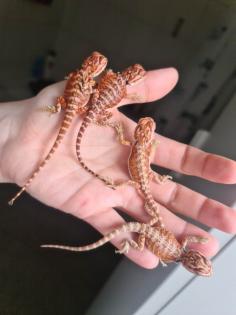 0 0 4 Bartagamen Babys suchen ein ZuHause
