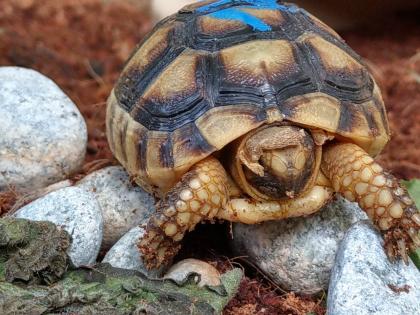 Griechische Landschildkröten THH und Tm weissingeri von 21 von Privat