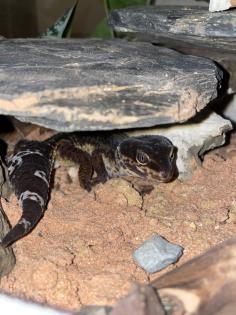 Leopardgecko Black Night w 4. 5 Jahre