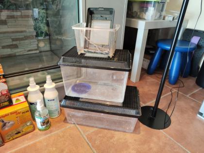 Bartagame m mit großem Terrarium Quarantäneterrarium inkl. Beleuchtung und viel Zubehör