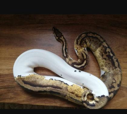 Python Regius / Königspython adult 1. 1Superpastel Piebald 0. 1Pastel het. Piebald