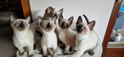 Kitten Süße Thai - Kitten alter Typ