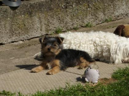 Yorkie Rüde Welpe
