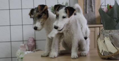 Drahthaar Foxterrier Welpen.