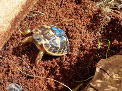 Griechische Landschildkröten THH und Tm weissingeri von 21 von Privat