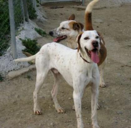 Lieber stattlicher Pointer sucht eine Familie