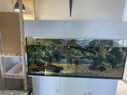 Höckerschildkröten suchen Neues zu Hause