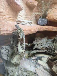 Halsbandleguan Pärchen ca 5 Jahre alt