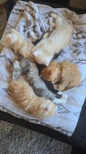 Zuckersüße Perser-Maincoon Kitten