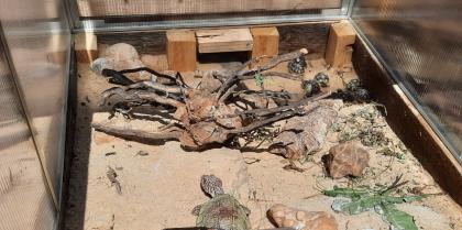 Breitrandschildkröte