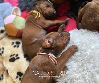 Wunderschöne red wheaten und dark red wheaten Rhodesian Ridgeback Welpen