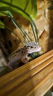 Zwei Leopardgeckos Weibchen