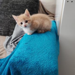 2 Zucker süße Kater aus unserem Wurf