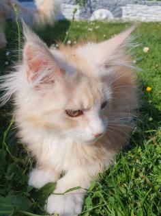 Liebevolle Maine coon mit Stammbaum
