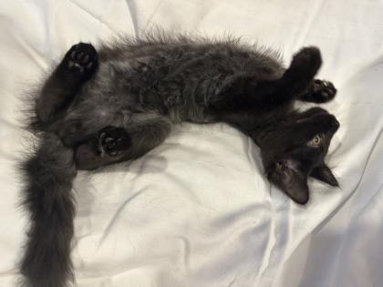 Kitten wie Maine Coon