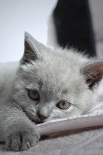 Wunderschöne BKH Kitten Farbe Blue Lilac