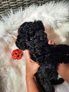 Goldendoodle Welpen