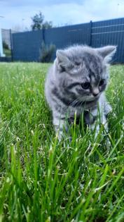 Bkh Kitten 2- weibchen und 1- männchen