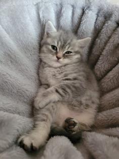 Bkh Kätzchen Jungen Black Silver Tabby Whiskas Bärchen