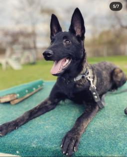 Malinois-Herder Hündin