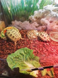 Testudo horsfieldii Landschildkröte