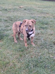 Max sucht sein Traumzuhause
