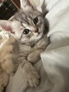 Britisch Kurzhaar Katzen