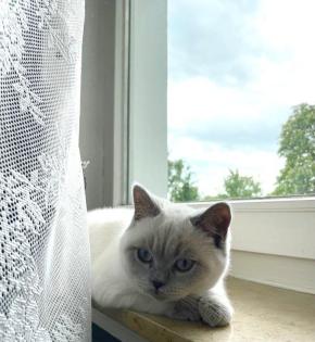 BKH Kitten Point 1 Männchen 1 Weibchen Eltern mit Stammbaum Ab Juli abzugeben