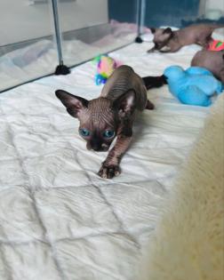 5 Canadian Sphynx suchen liebevolles zuhause ab dem 27. 11. 2023