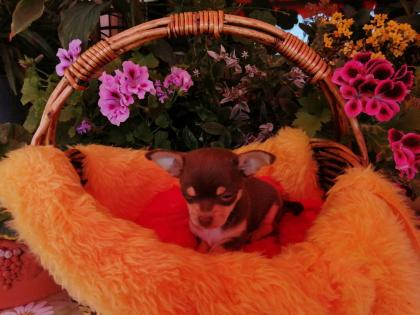 Süße Chihuahua-Welpen