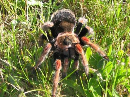Biete Brachypelma baumgarteni selten