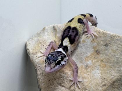 Leopardgecko Weibchen