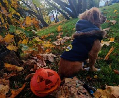 Deckrüde