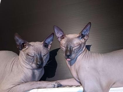 Reinrassige Don Sphynx Katzenbaby mit Stammbaum