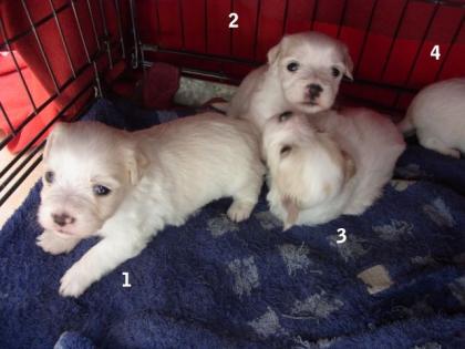 Coton de Tulear Welpen 4 Rüden geb. 28. 8. 2022