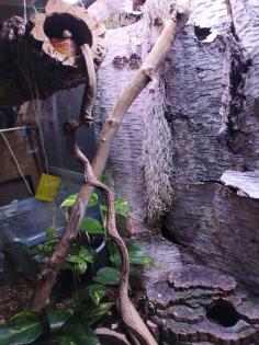 Kornnatter mit Terrarium