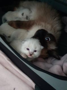 Ragdoll/Heilige Birma Kitten